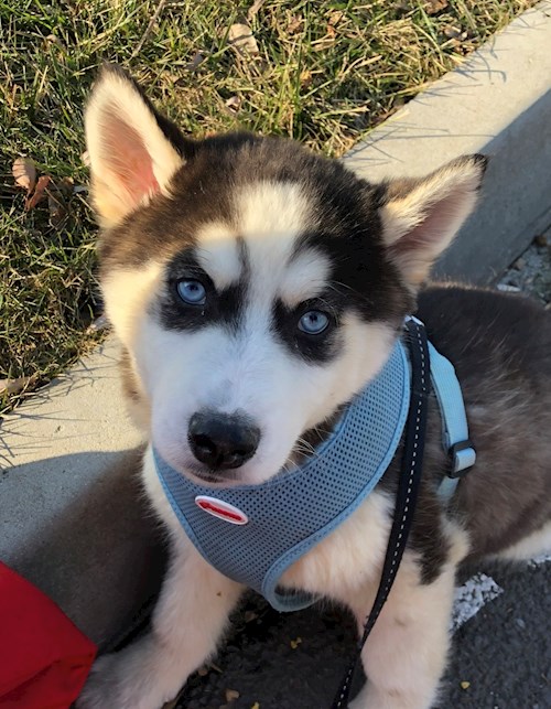 Bianca- petsitter Afumați sau Bonă pentru animale pentru câini pisici 