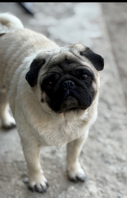 Bianca- petsitter Afumați sau Bonă pentru animale pentru câini pisici 