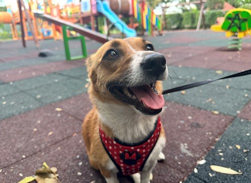 Bianca- petsitter Afumați sau Bonă pentru animale pentru câini pisici 