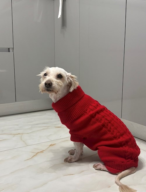 Bianca- petsitter Afumați sau Bonă pentru animale pentru câini pisici 