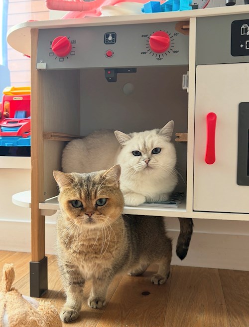 Bianca- petsitter Afumați sau Bonă pentru animale pentru câini pisici 