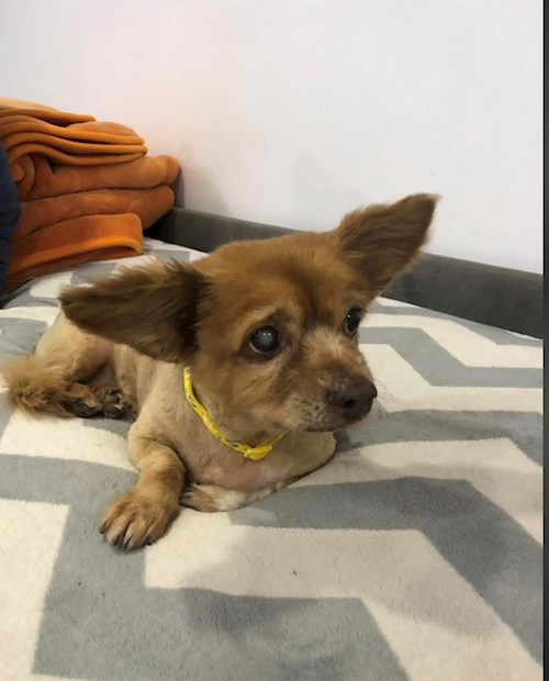 Bianca- petsitter Afumați sau Bonă pentru animale pentru câini pisici 