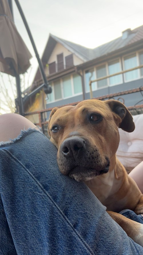 Bianca- petsitter Afumați sau Bonă pentru animale pentru câini pisici 