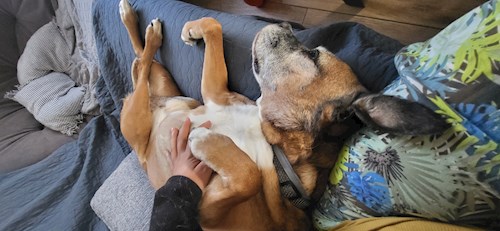 Elena- petsitter București or Pet nanny for dogs cats 