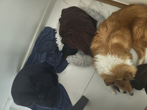 Iustina- petsitter Dezmir sau Bonă pentru animale pentru câini pisici 