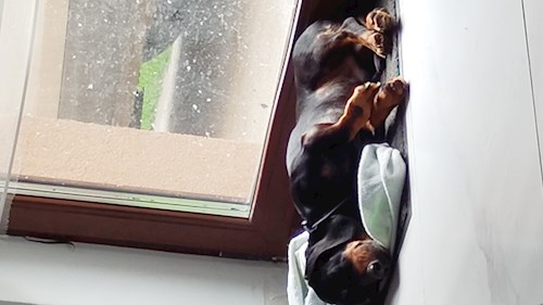 Iustina- petsitter Dezmir sau Bonă pentru animale pentru câini pisici 