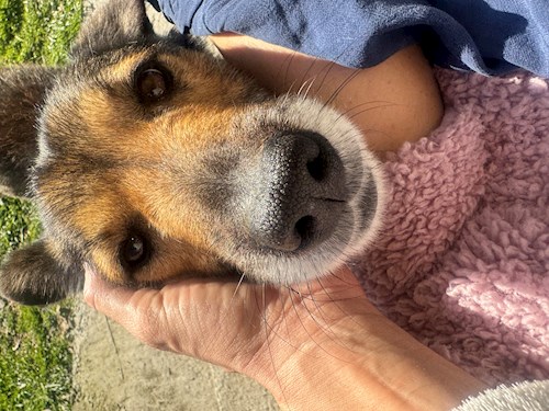 Carina- petsitter București or Pet nanny for dogs cats 