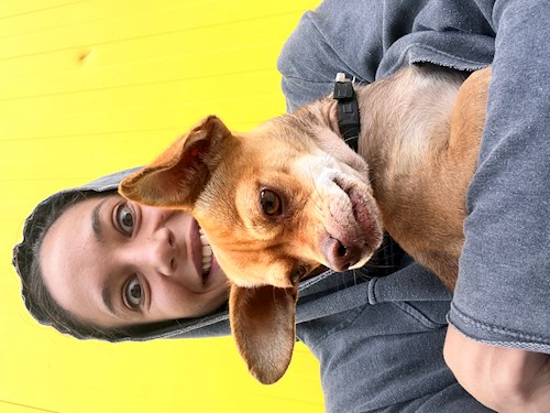 Carina- petsitter București or Pet nanny for dogs cats 