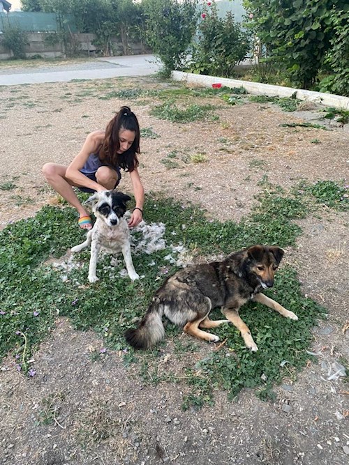 Carina- petsitter București or Pet nanny for dogs cats 