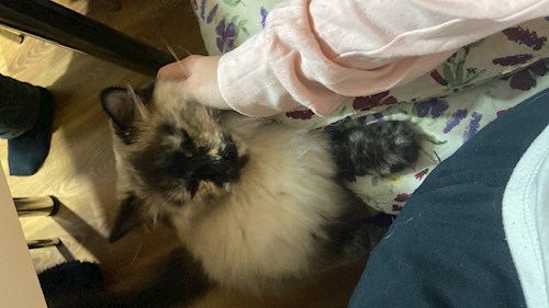 Ana- petsitter Valea Lupului or Pet nanny for dogs cats 