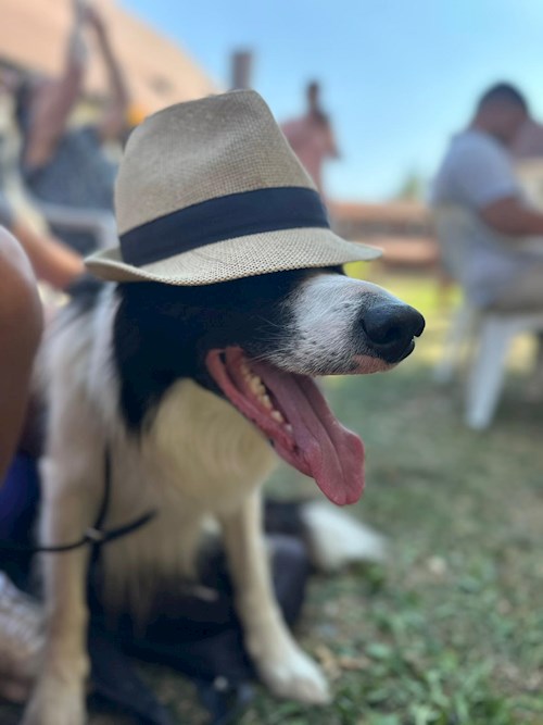 Tünde- petsitter Târgu Mureș or Pet nanny for dogs cats 