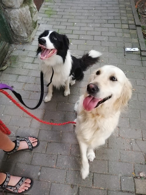 Tünde- petsitter Târgu Mureș or Pet nanny for dogs cats 