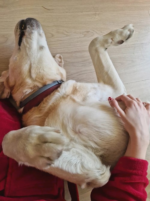 Mariana- petsitter București sau Bonă pentru animale pentru câini pisici 