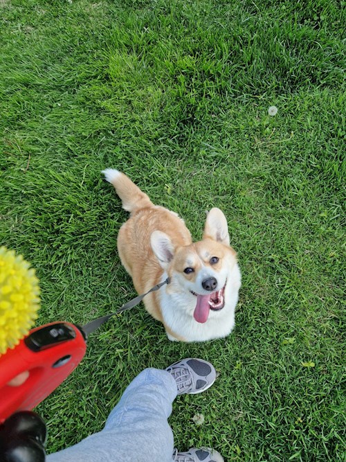 Mariana- petsitter București sau Bonă pentru animale pentru câini pisici 