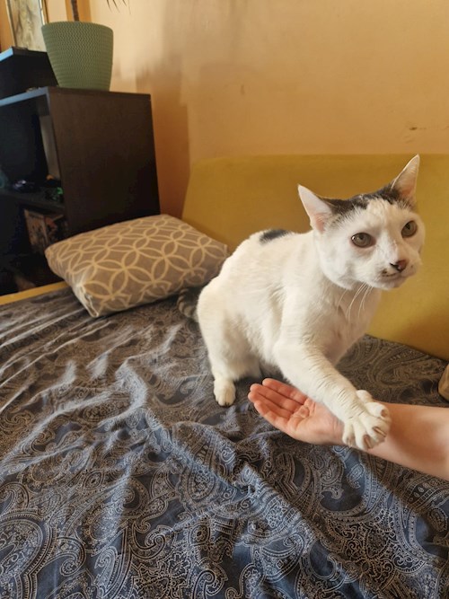 Mariana- petsitter București sau Bonă pentru animale pentru câini pisici 