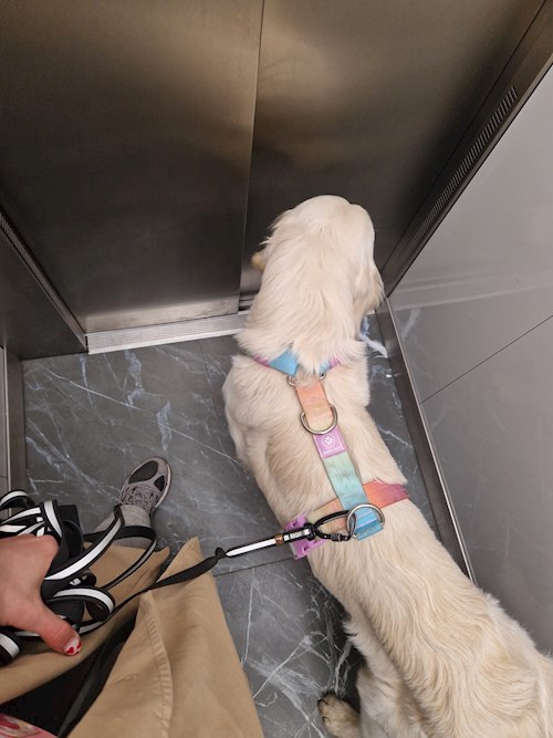 Mariana- petsitter București sau Bonă pentru animale pentru câini pisici 