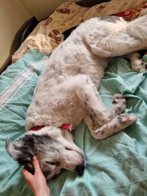 Mariana- petsitter București sau Bonă pentru animale pentru câini pisici 
