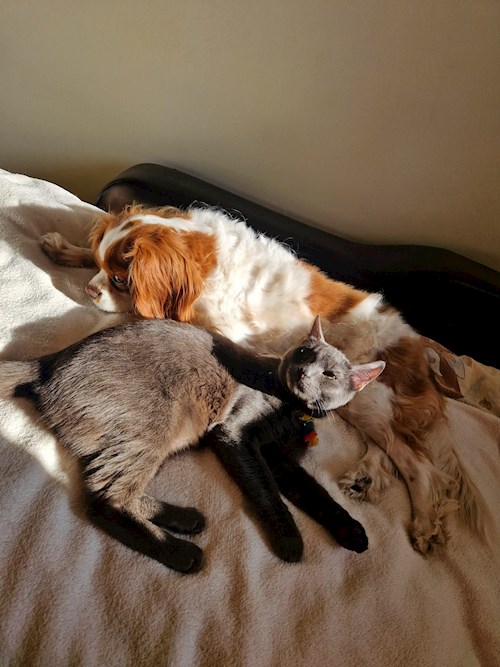 Mariana- petsitter București sau Bonă pentru animale pentru câini pisici 