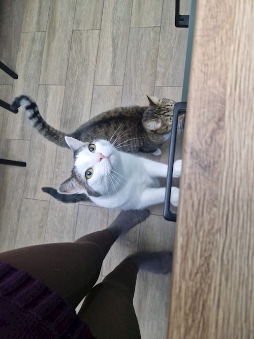 Mariana- petsitter București sau Bonă pentru animale pentru câini pisici 