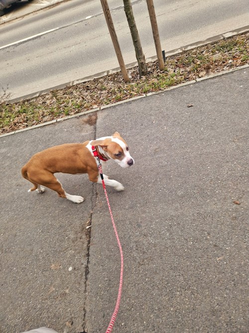 Mariana- petsitter București sau Bonă pentru animale pentru câini pisici 