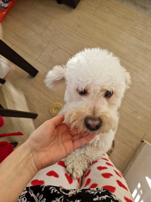 Mariana- petsitter București sau Bonă pentru animale pentru câini pisici 