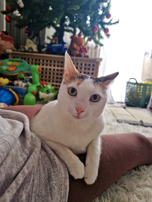 Mariana- petsitter București sau Bonă pentru animale pentru câini pisici 