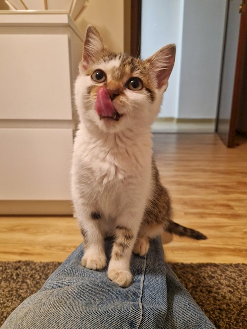 Mariana- petsitter București sau Bonă pentru animale pentru câini pisici 