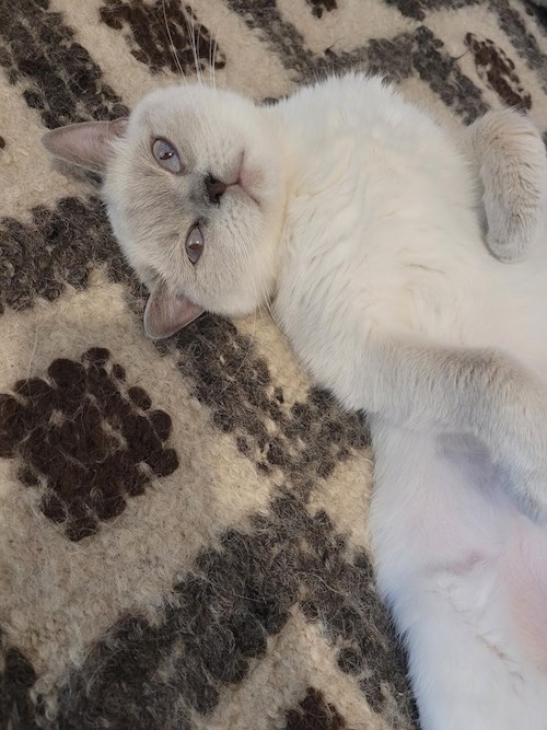 Petroniu- petsitter Cluj-Napoca vagy Állat szitter a kutyák cicák 