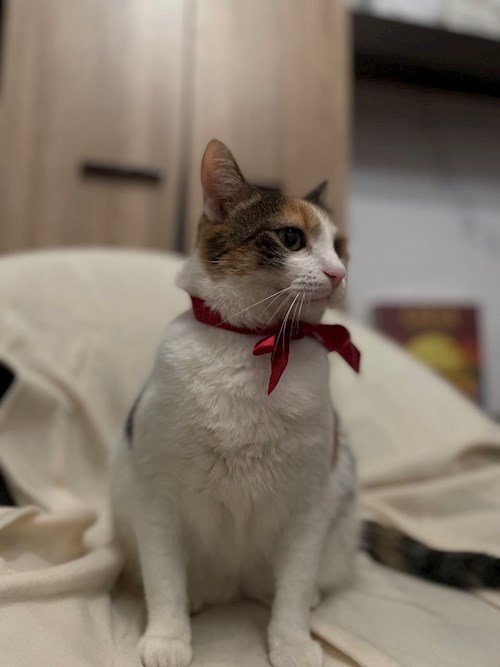 Elena- petsitter Timișoara vagy Állat szitter a kutyák cicák 