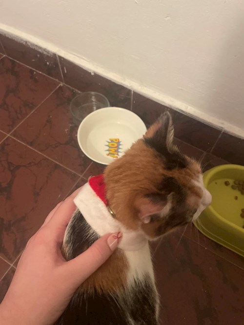 Elena- petsitter Timișoara vagy Állat szitter a kutyák cicák 