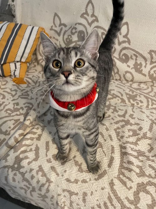 Elena- petsitter Timișoara vagy Állat szitter a kutyák cicák 