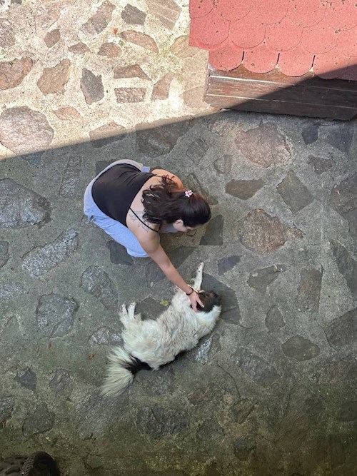 Elena- petsitter Timișoara vagy Állat szitter a kutyák cicák 