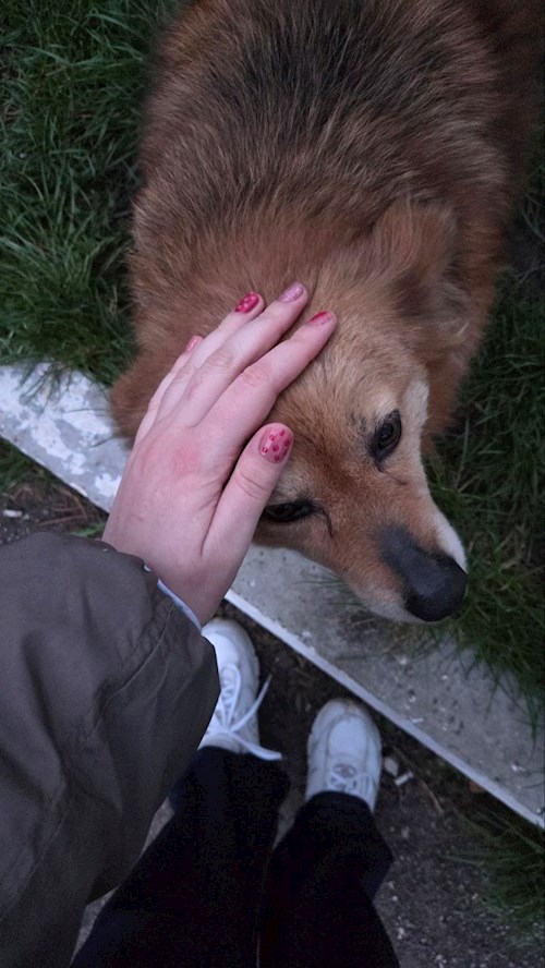 Elena- petsitter Timișoara vagy Állat szitter a kutyák cicák 