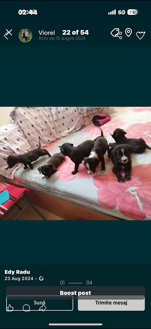 Radu- petsitter București sau Bonă pentru animale pentru câini pisici 