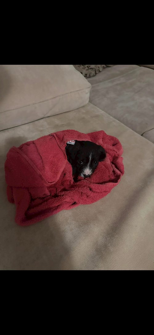 Radu- petsitter București sau Bonă pentru animale pentru câini pisici 