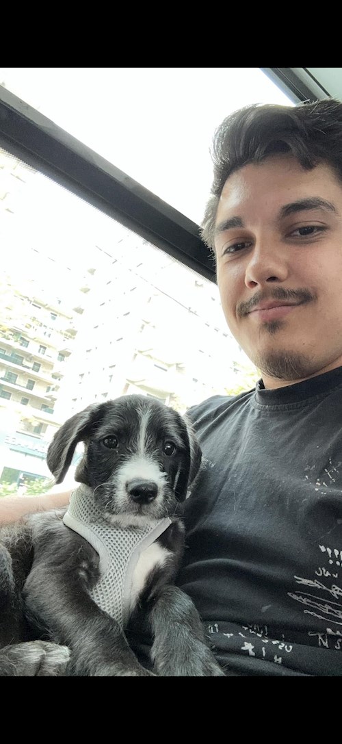 Radu- petsitter București sau Bonă pentru animale pentru câini pisici 