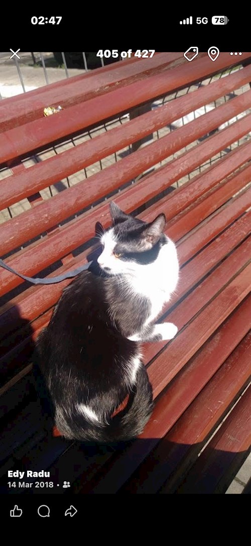 Radu- petsitter București sau Bonă pentru animale pentru câini pisici 