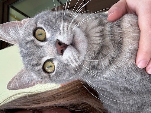 Pungă- petsitter București sau Bonă pentru animale pentru câini pisici 