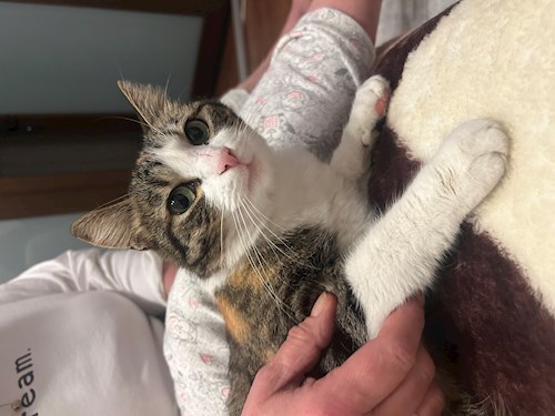 Pungă- petsitter București sau Bonă pentru animale pentru câini pisici 