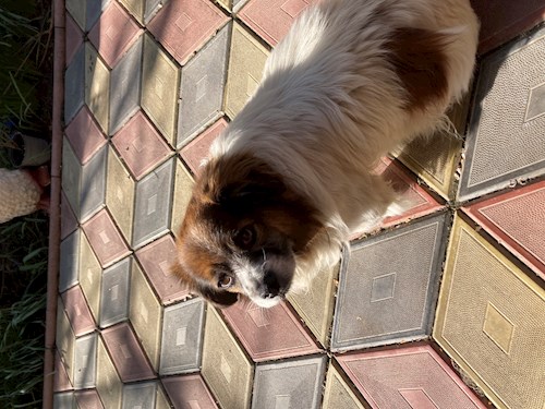 Pungă- petsitter București sau Bonă pentru animale pentru câini pisici 