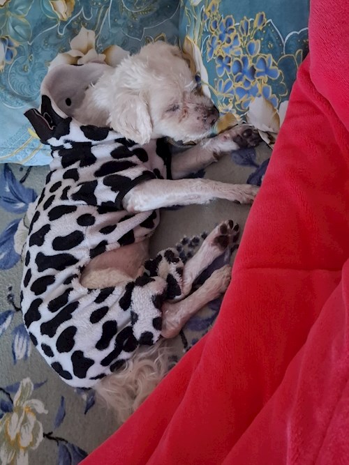 Sandra- petsitter București sau Bonă pentru animale pentru câini 