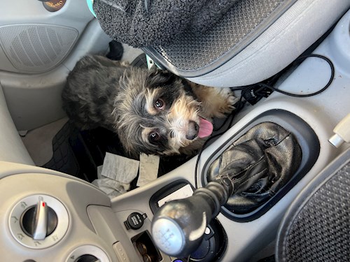 Sandra- petsitter București sau Bonă pentru animale pentru câini 