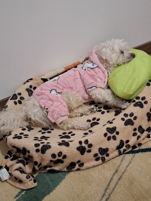 Sandra- petsitter București sau Bonă pentru animale pentru câini 