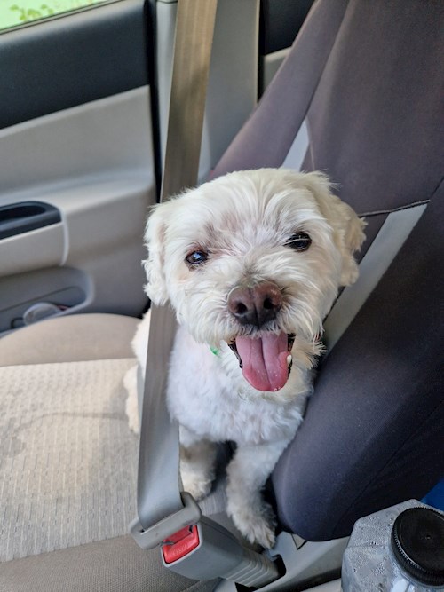 Sandra- petsitter București sau Bonă pentru animale pentru câini 