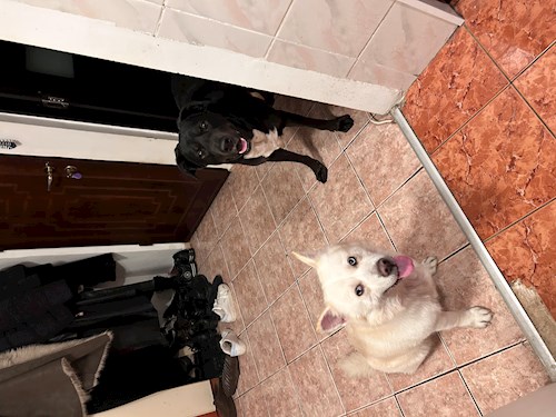 Lorena- petsitter Bragadiru vagy Állat szitter a kutyák cicák 