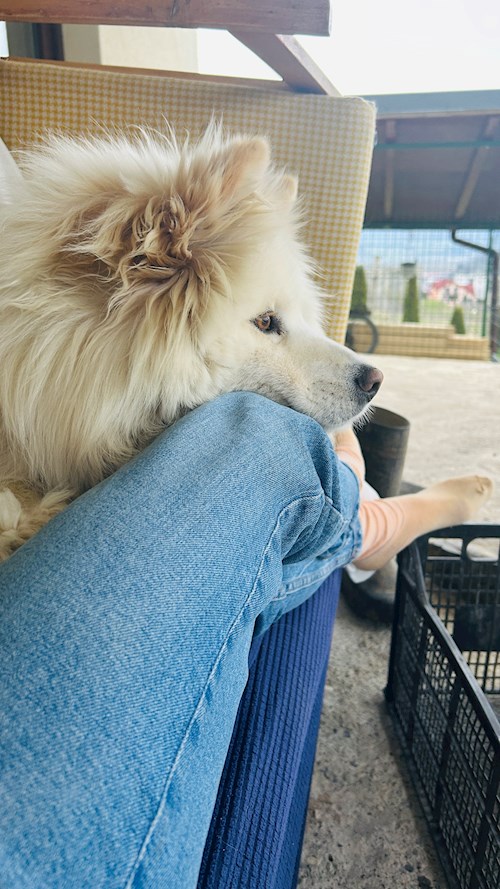 Vaida- petsitter Cluj-Napoca vagy Állat szitter a kutyák cicák 