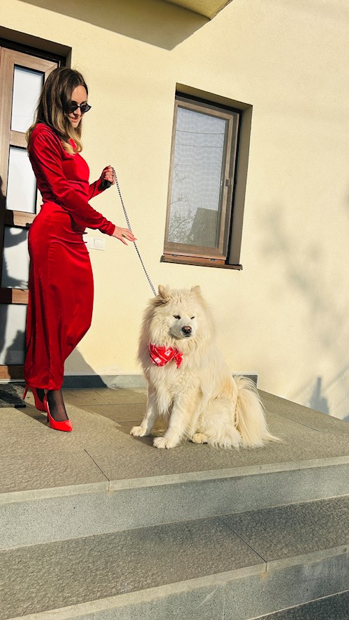 Vaida- petsitter Cluj-Napoca vagy Állat szitter a kutyák cicák 