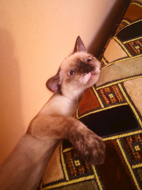 Ana-Maria- petsitter Chiajna sau Bonă pentru animale pentru câini pisici 