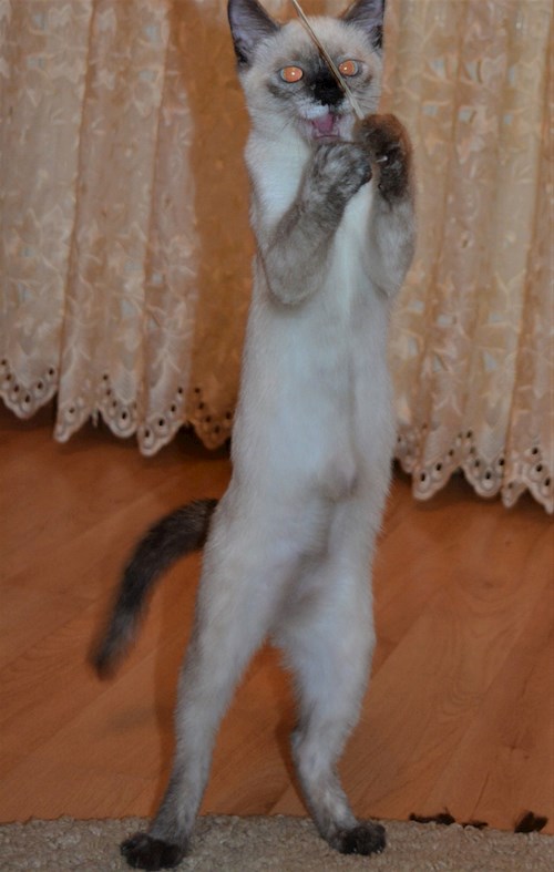 Ana-Maria- petsitter Chiajna sau Bonă pentru animale pentru câini pisici 