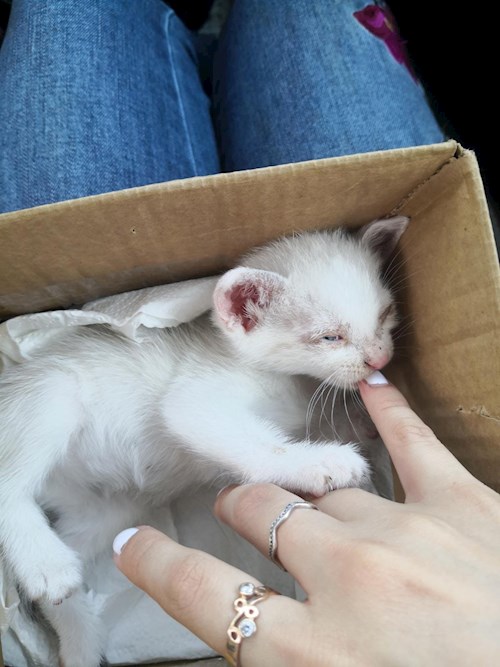Ana-Maria- petsitter Chiajna sau Bonă pentru animale pentru câini pisici 